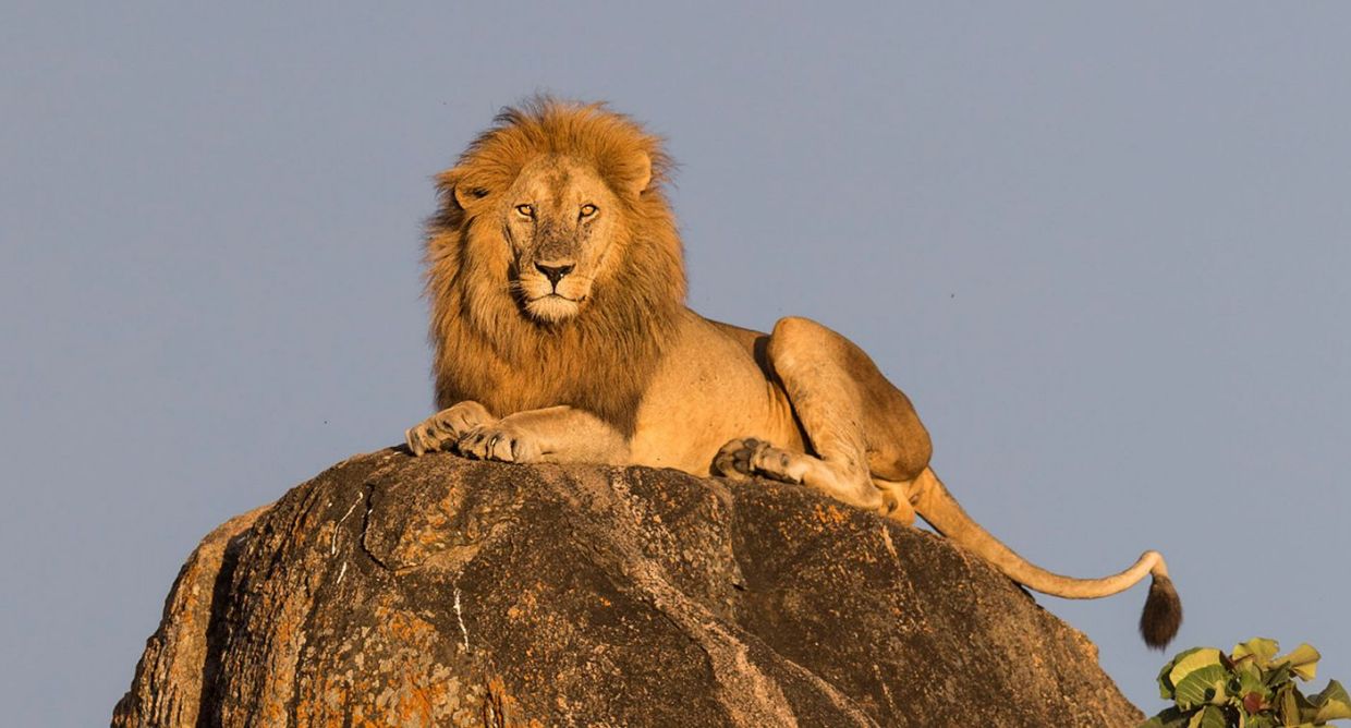 Chú sư tử nằm trên mỏm đá phơi nắng