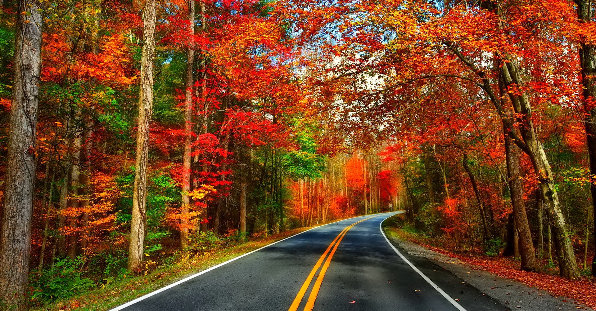 Con đường đi qua khu rừng lá đỏ rất đẹp