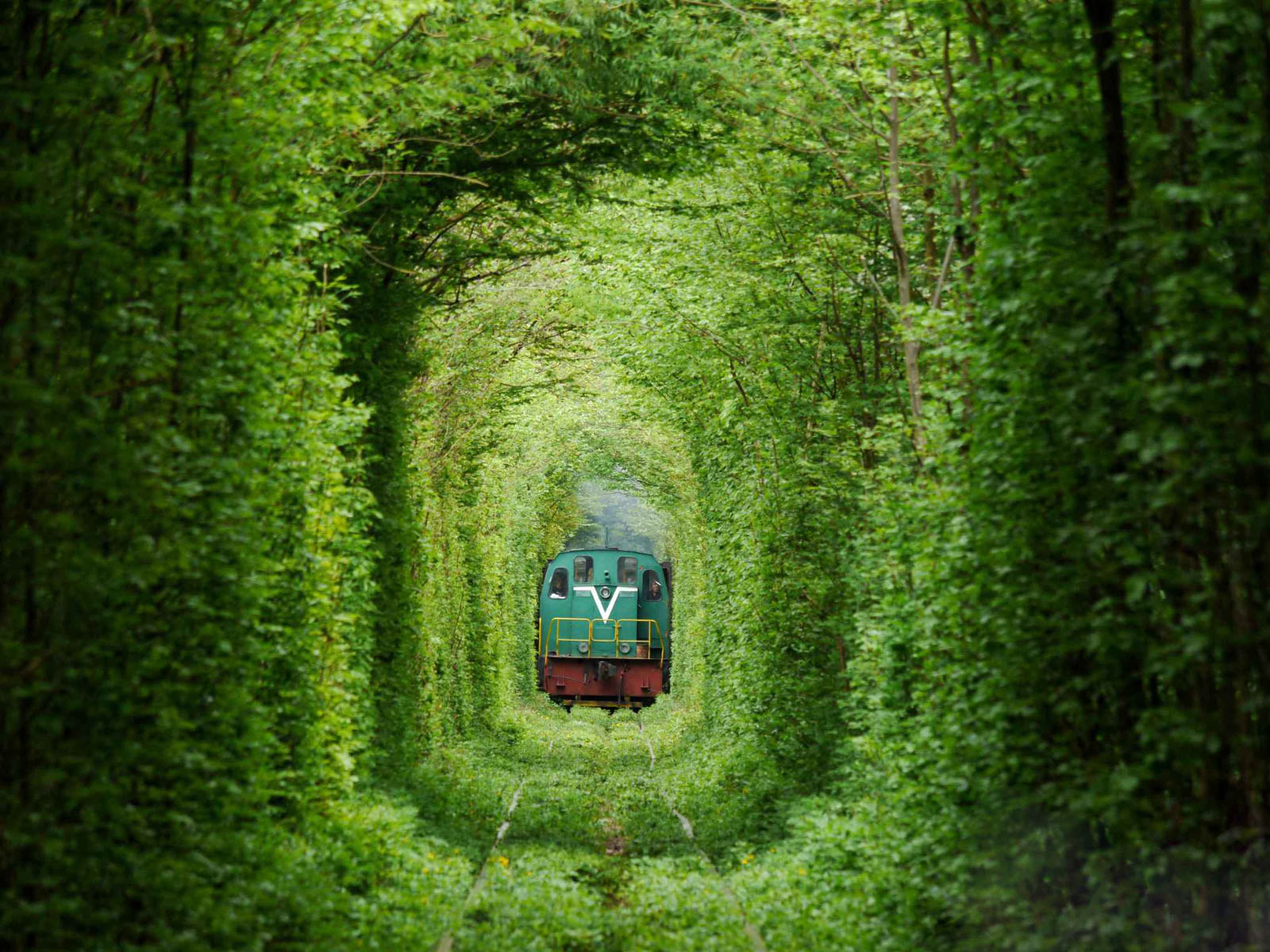 Con đường sắt cây mọc xanh rì cực đẹp mắt