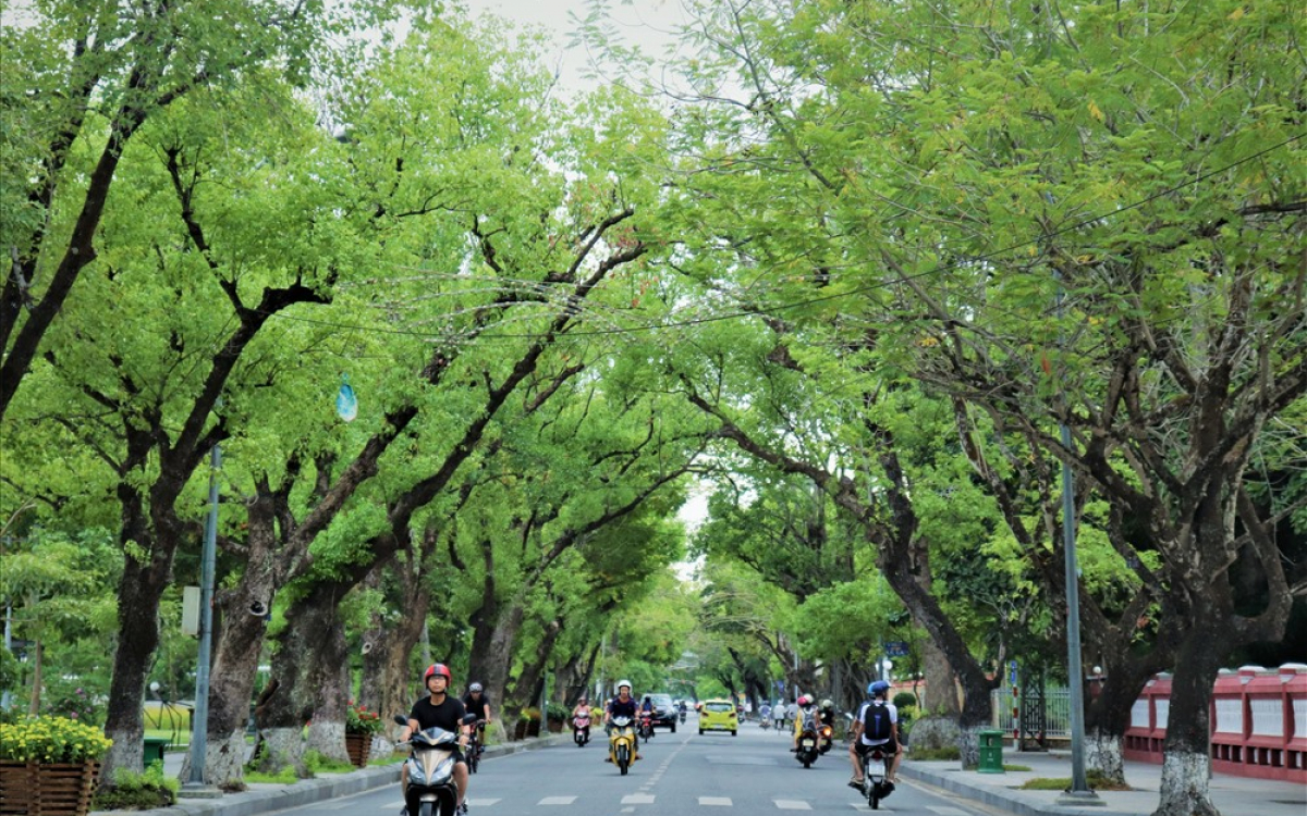 Con đường trong thành phố rợp bóng cây xanh cực đẹp