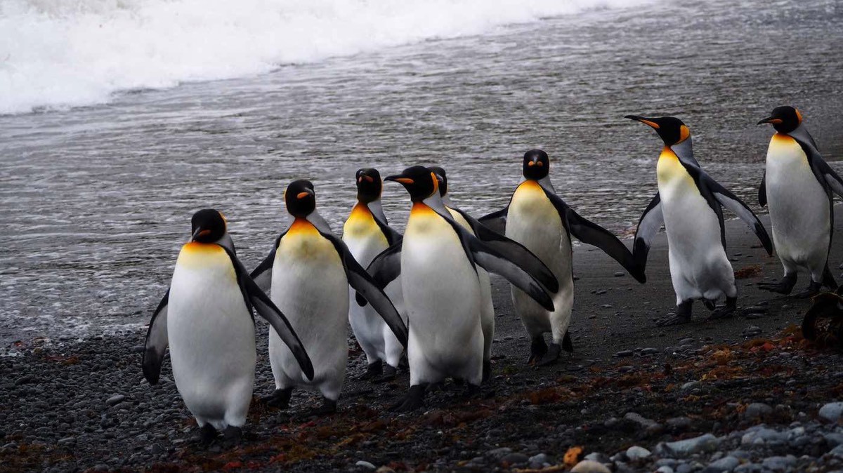 Đàn chim cánh cụt nối đuôi nhau chạy