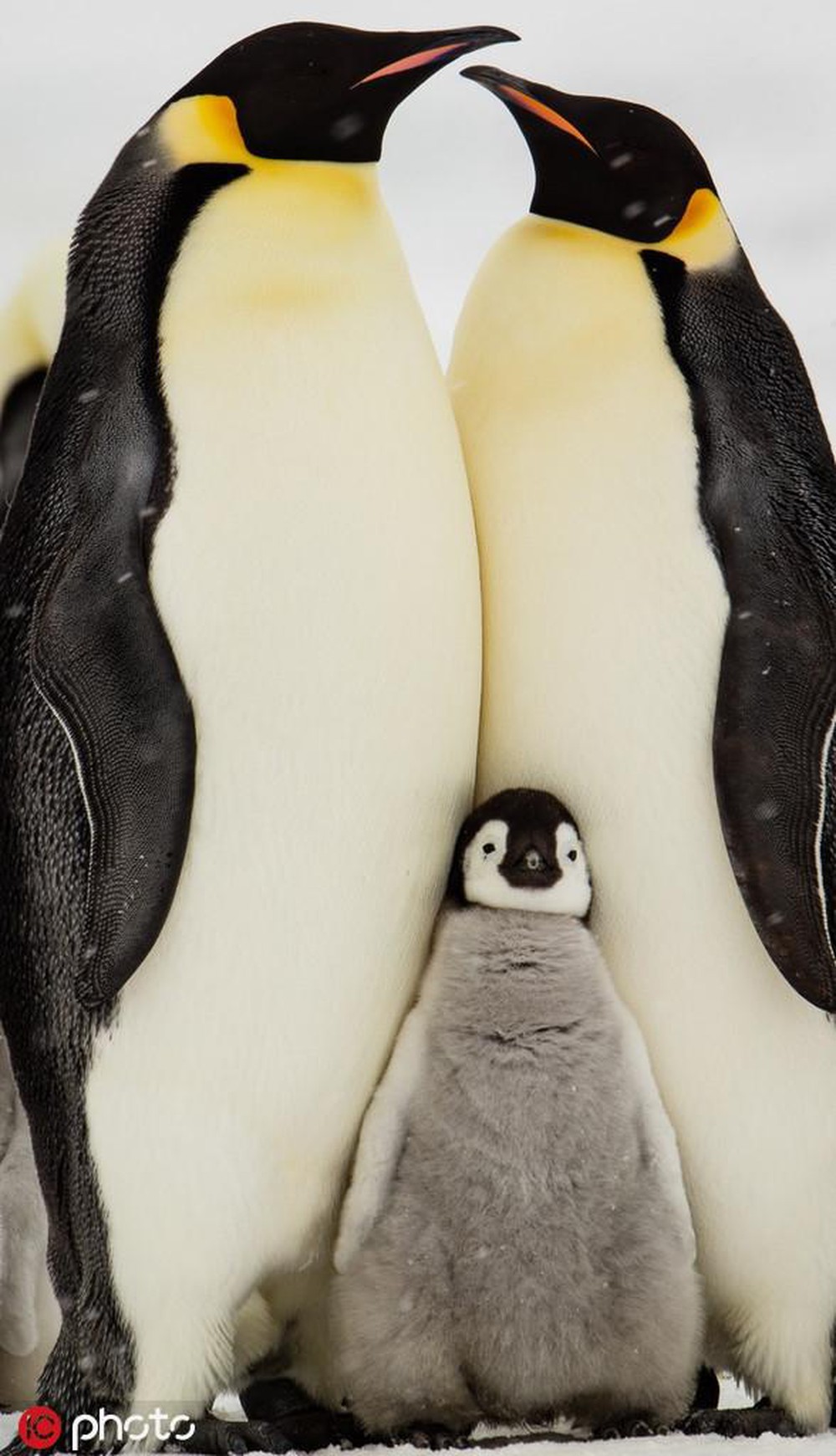 Một gia đình chim cánh cụt dựa vào nhau để sưởi ấm