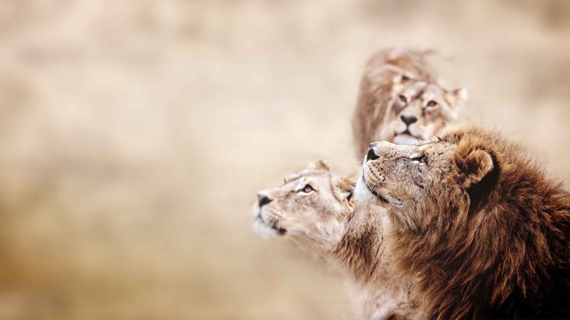 Gia đình sư tử ngẩng đầu nhìn lên