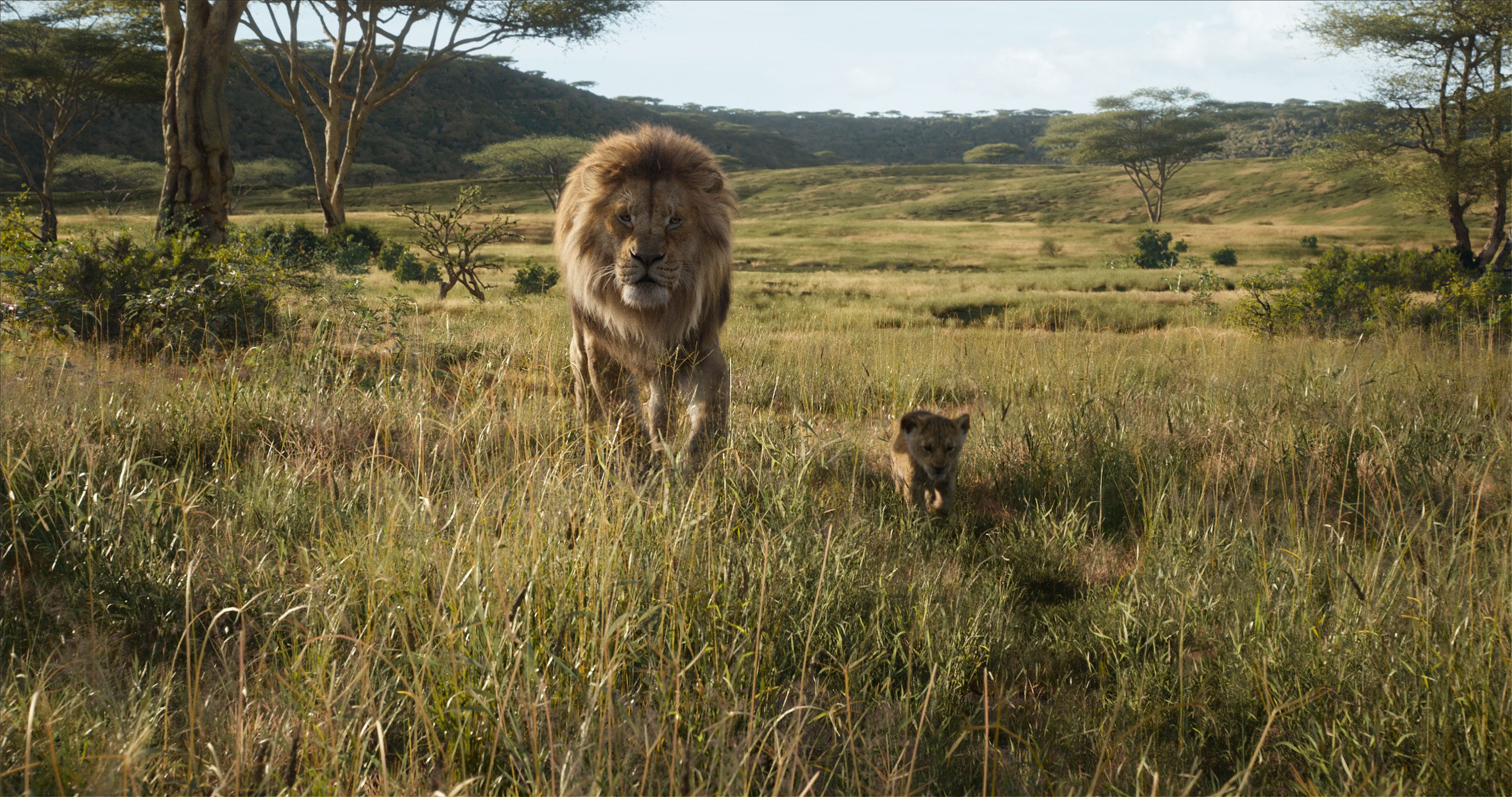 Hai cha con sư tử cùng dạo bước trên đồng cỏ
