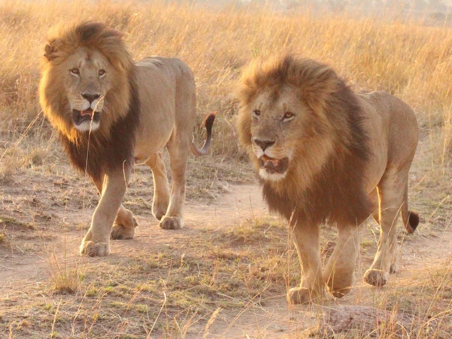 Hai còn sư tử cùng đi dạo trong ánh nắng