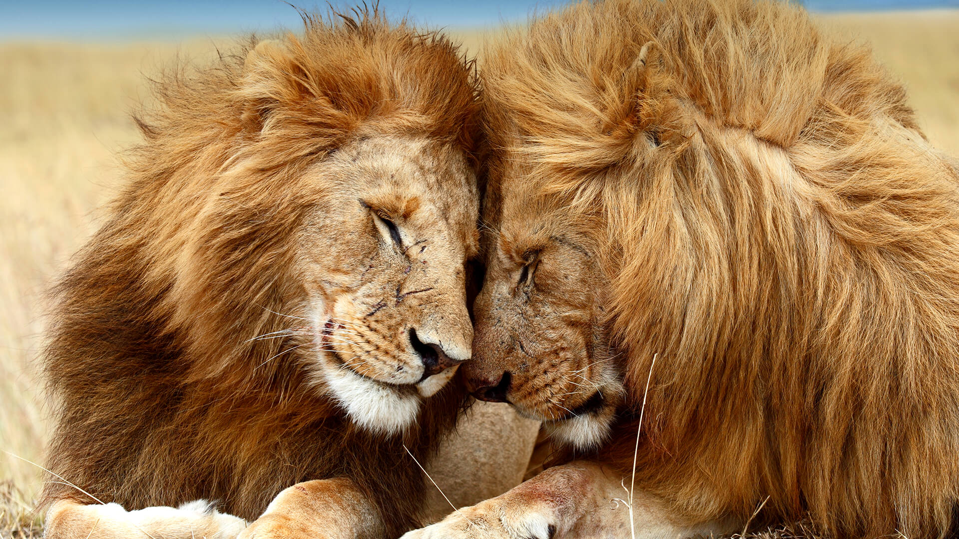 Hai con sư tử tựa vào nhau