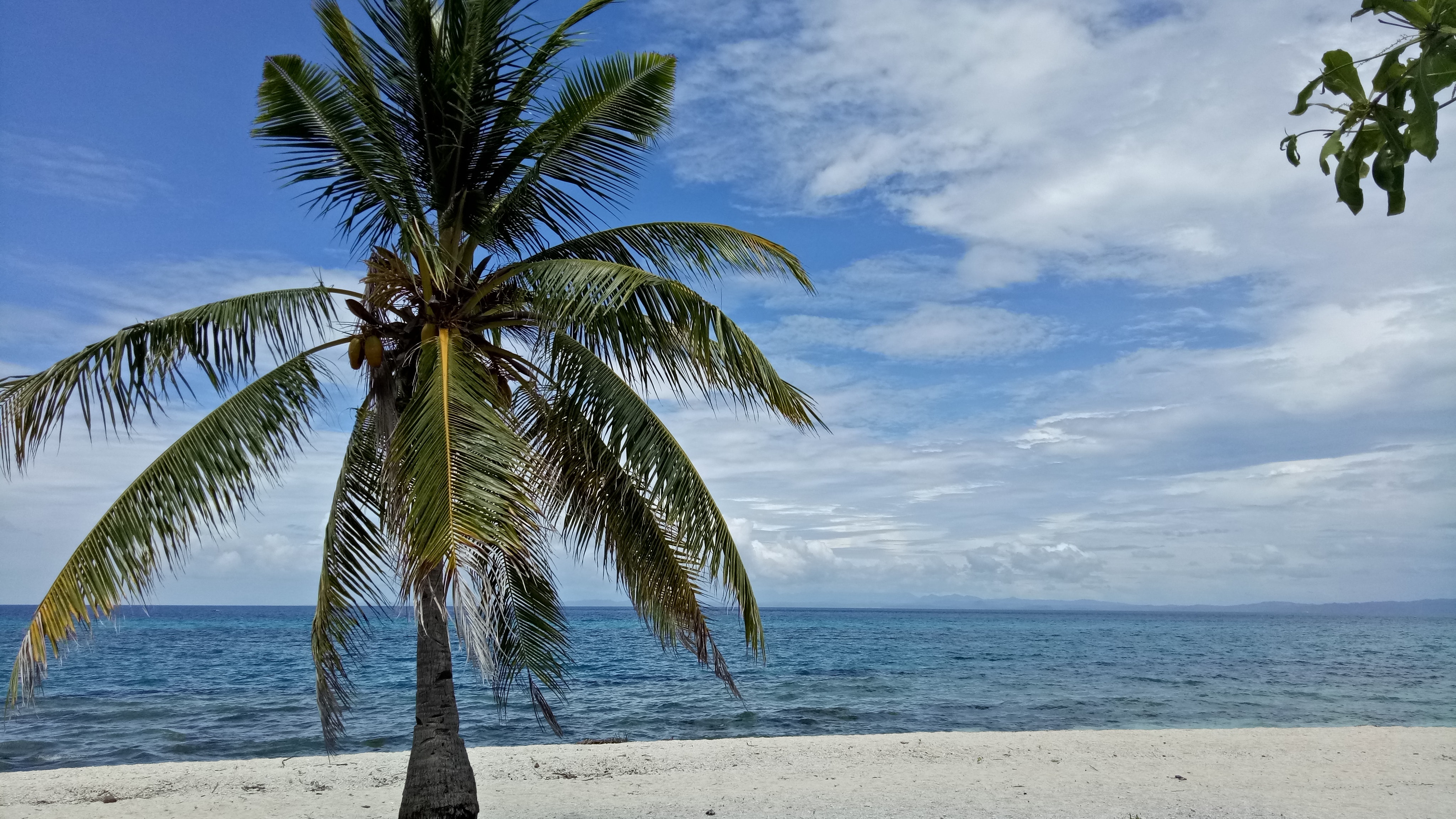 Hình ảnh cây dừa gần biển
