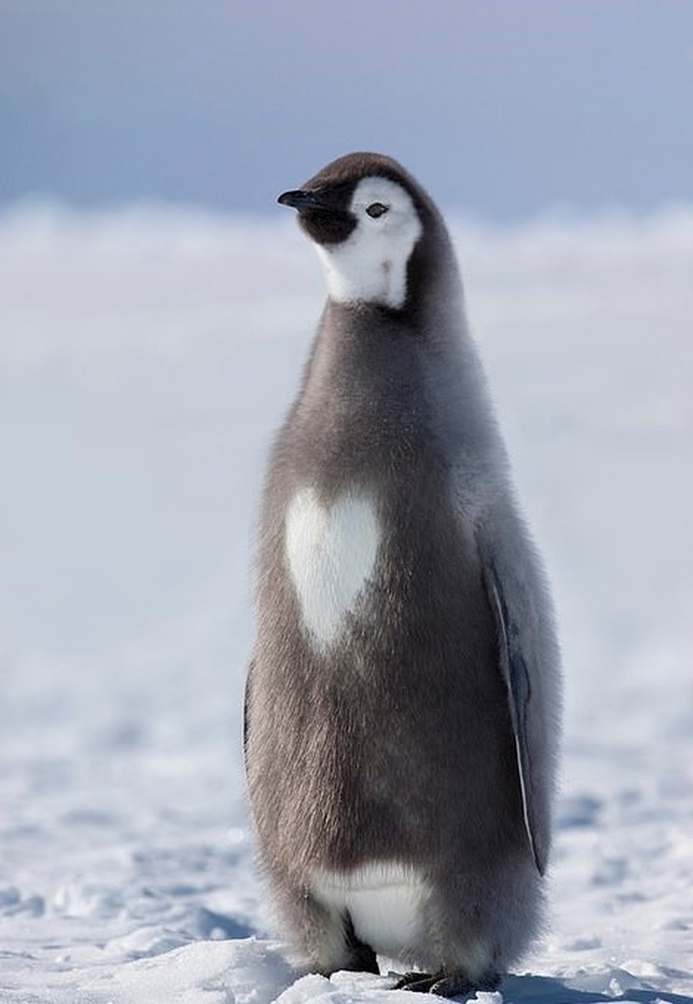 Hình ảnh một chú chim cánh cụt con đang nhìn vào thứ gì đó
