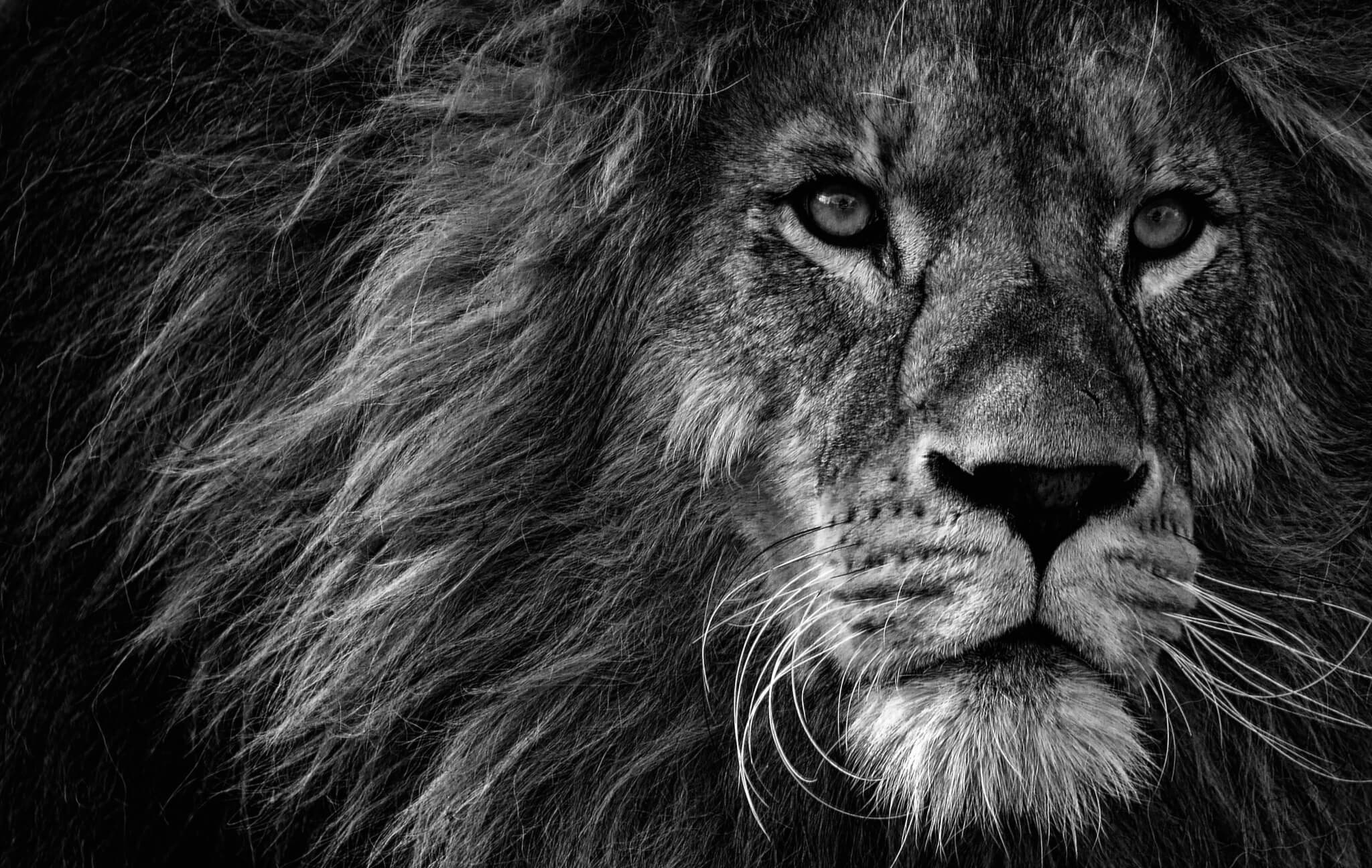 Hình ảnh sư tử đen trắng cực đẹp