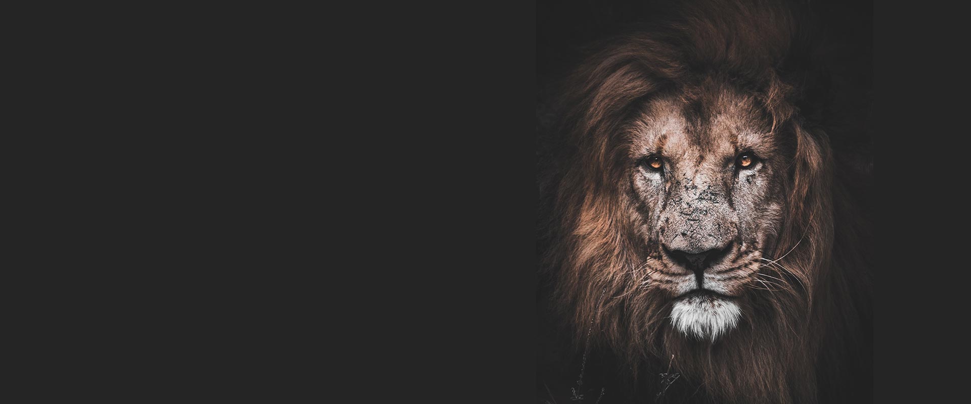 Hình cover facebook sư tử đẹp