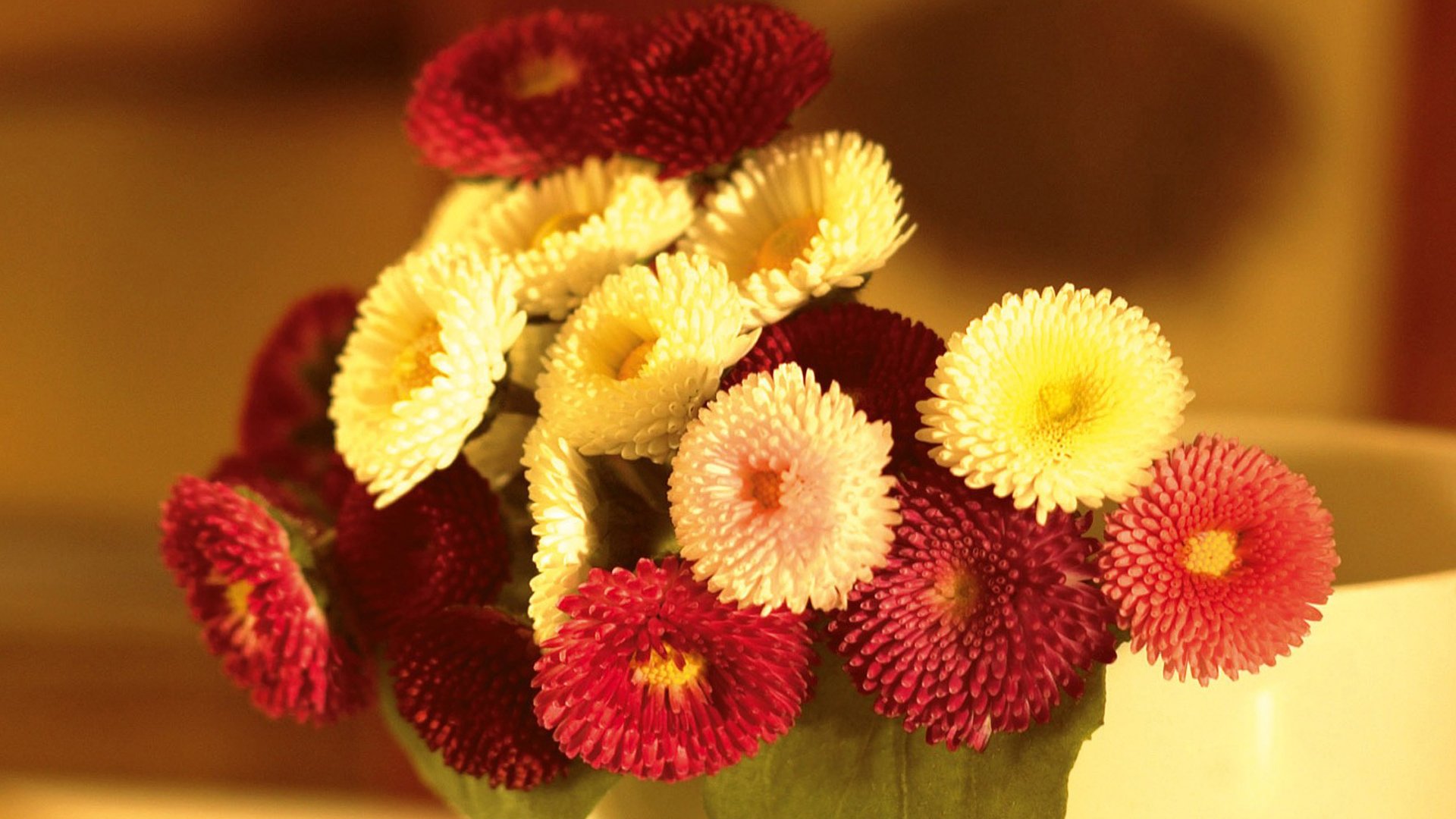 Hoa bất tử nhỏ xinh màu vàng màu đỏ