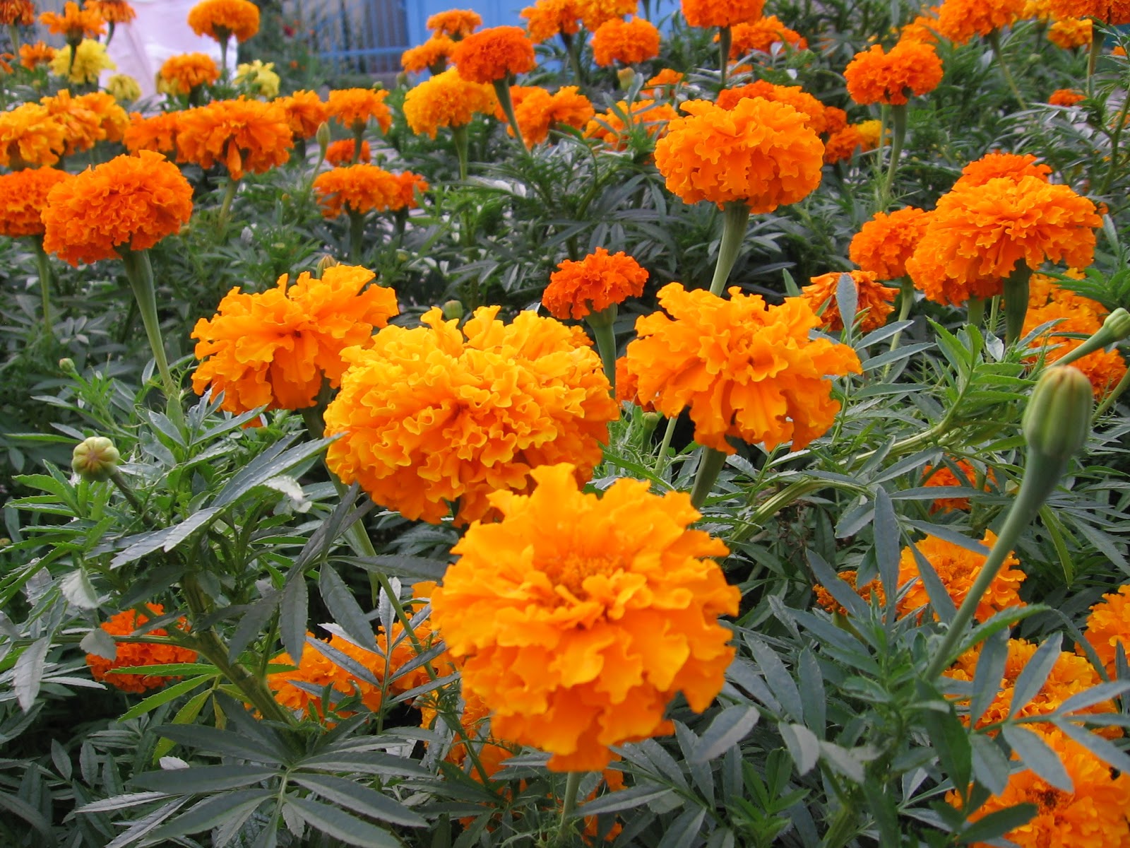 Hoa cúc vạn thọ màu cam cực đẹp