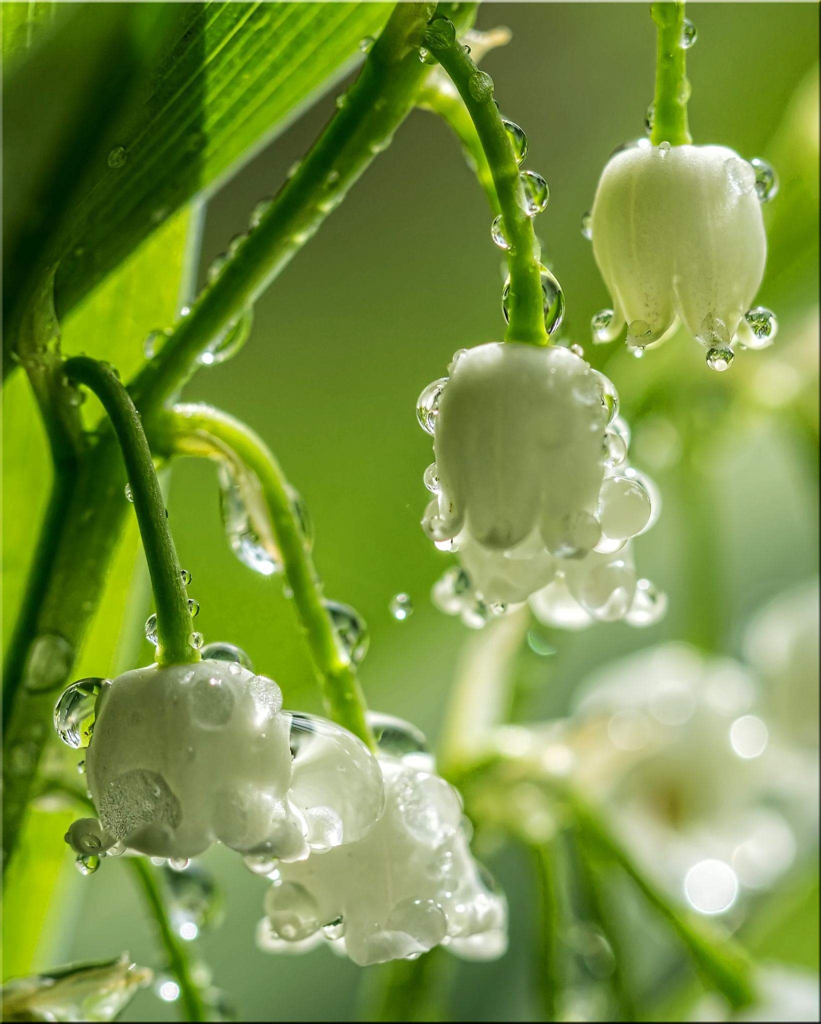 Hoa lan chuông đọng nước mưa