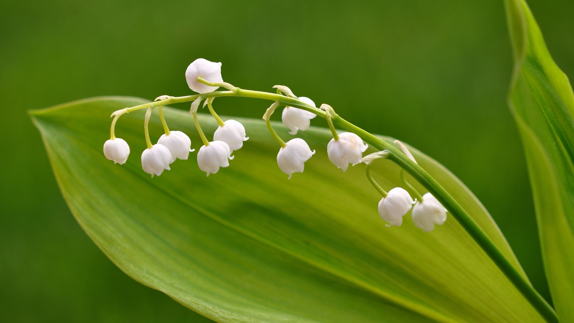 Hoa lan chuông trắng cành xanh