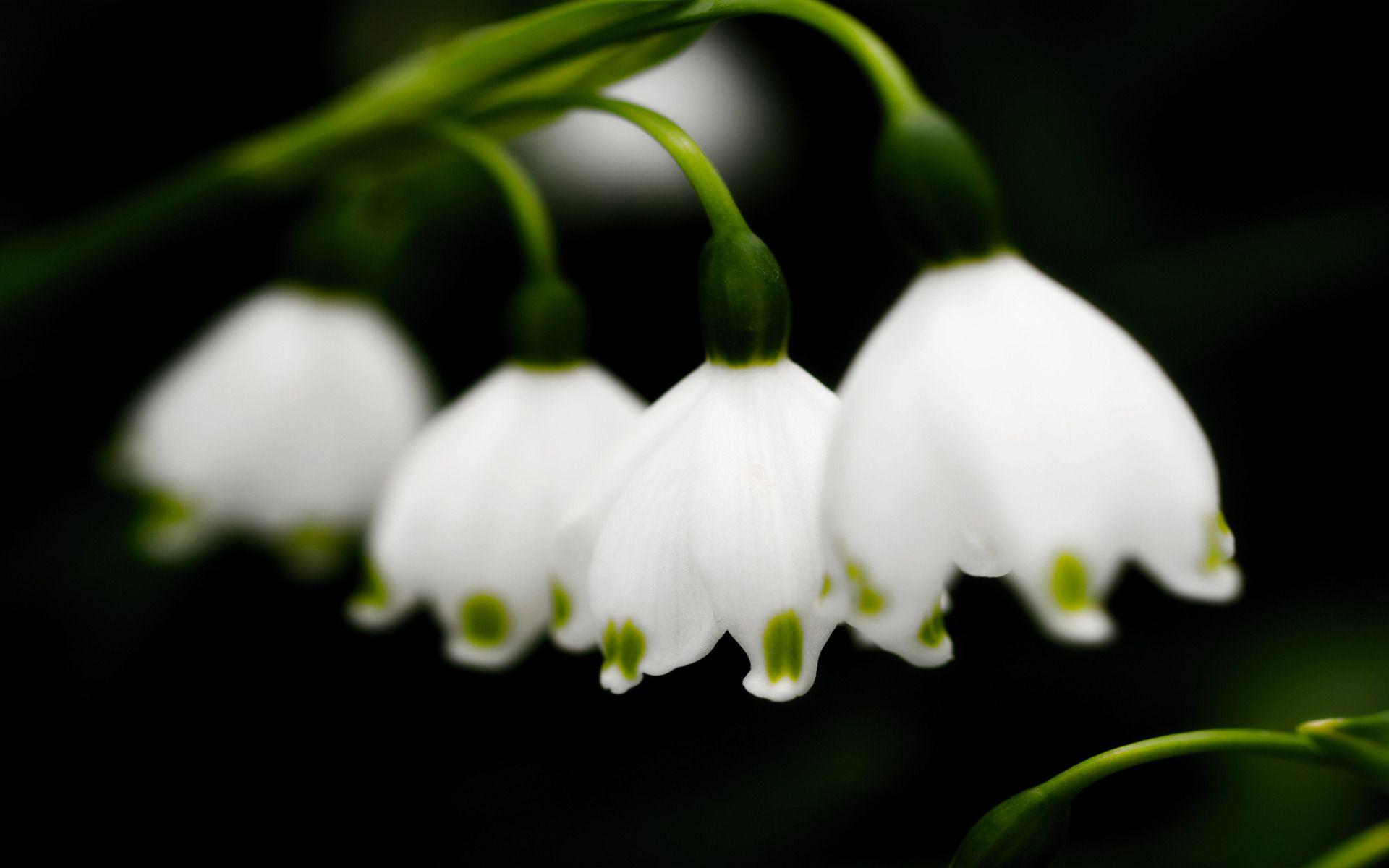 Hoa lan chuông trắng tinh khôi