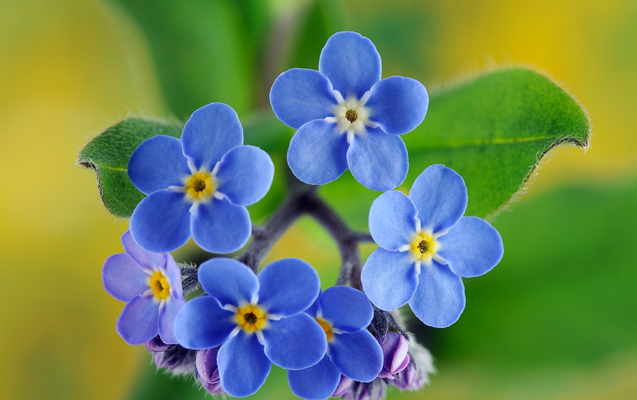 Hoa lưu ly màu tím lá xanh