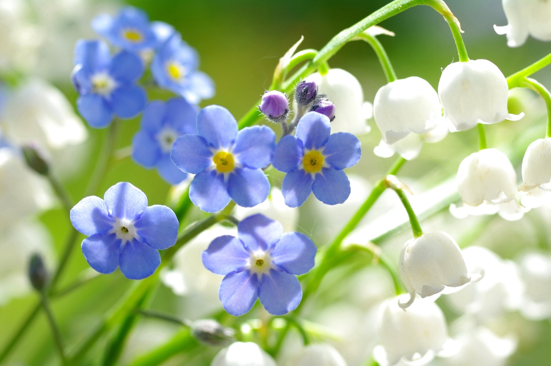 Hoa lưu ly tím xanh cực đẹp