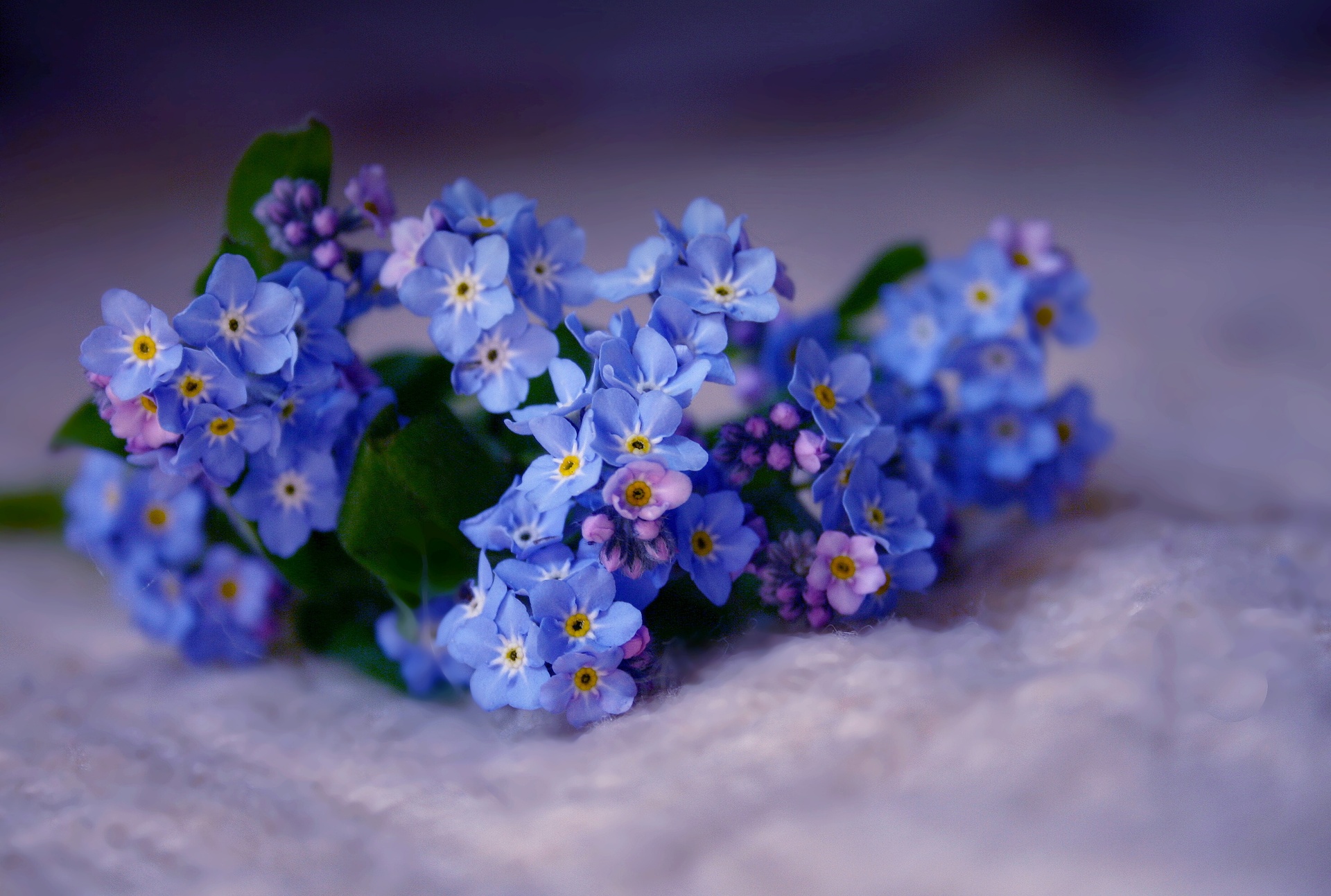 Hoa lưu ly tím xanh cực xinh đẹp
