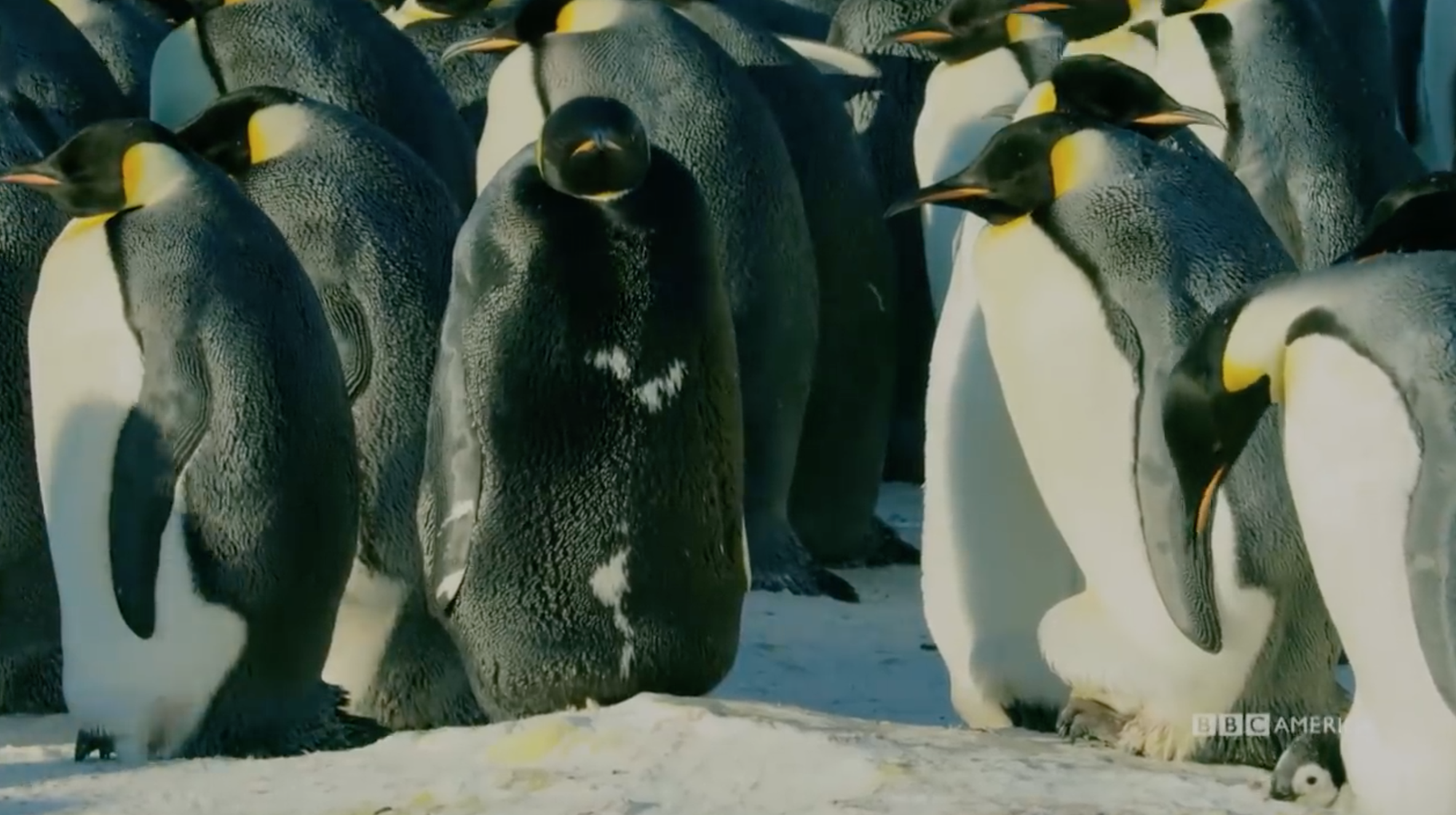 Mấy con chim cánh cụt béo ú thù lù