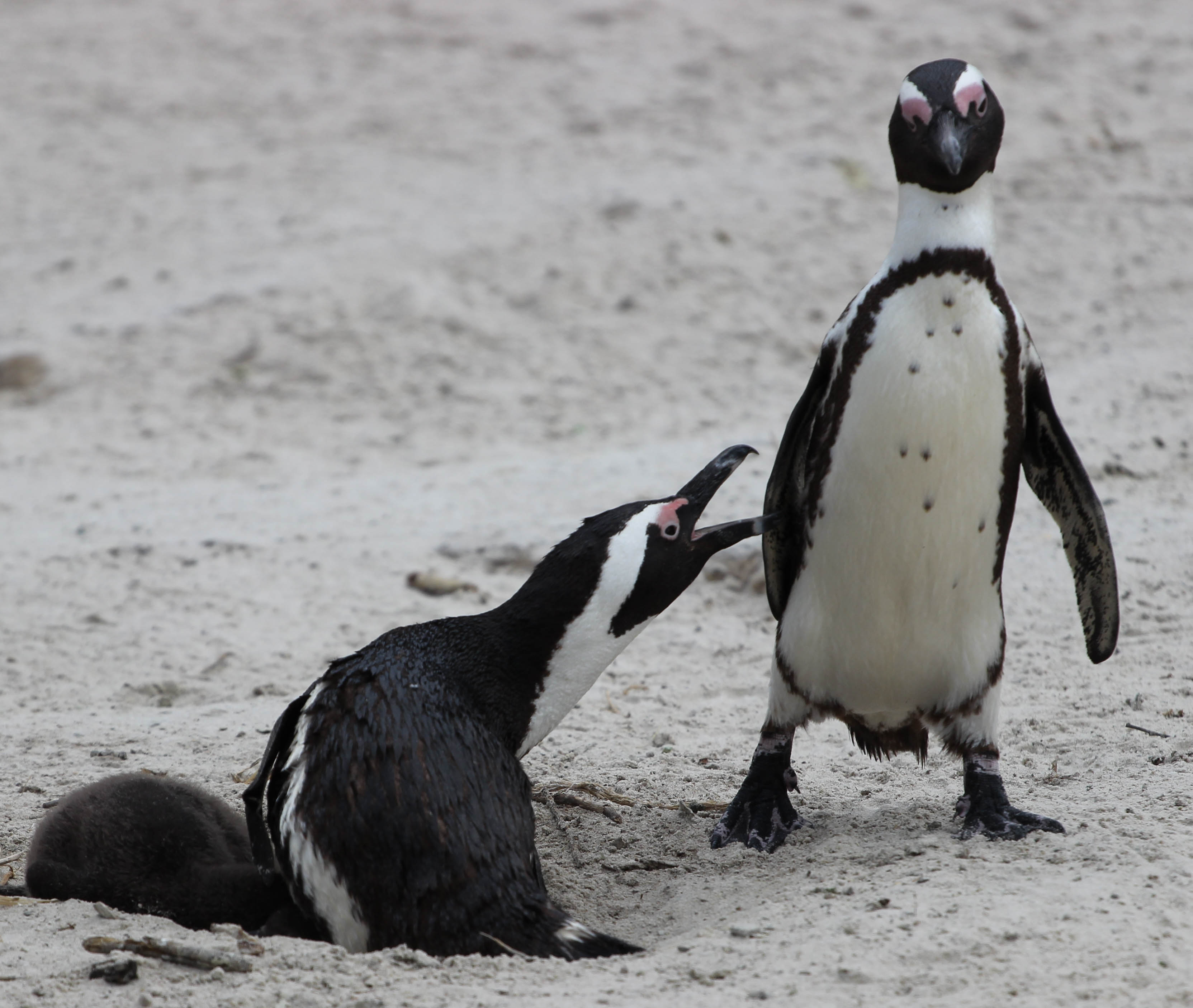 Mấy con chim cánh cụt đang quát vào mặt nhau