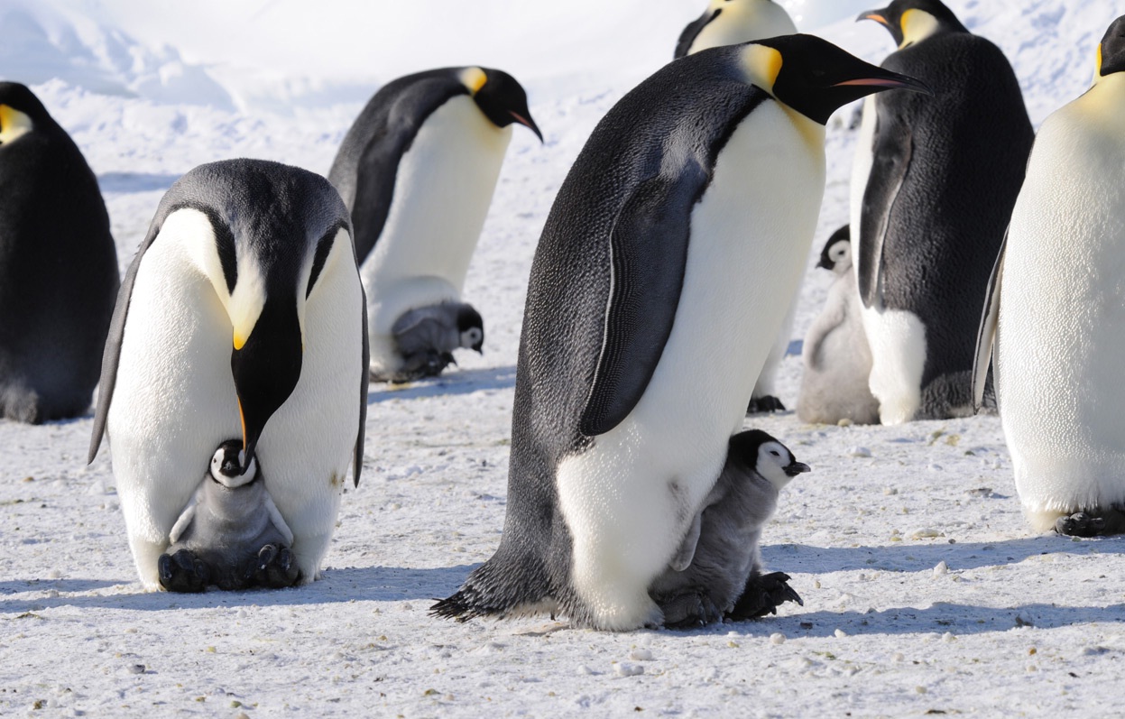 Gia đình chim cánh cụt hoàng đế đang cho con bú