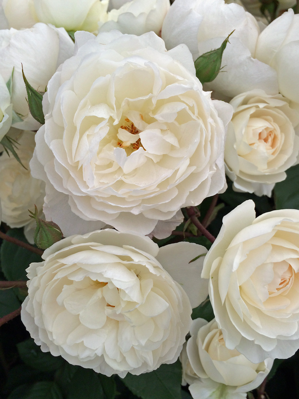 Những hình ảnh hoa hồng trắng đẹp nhất