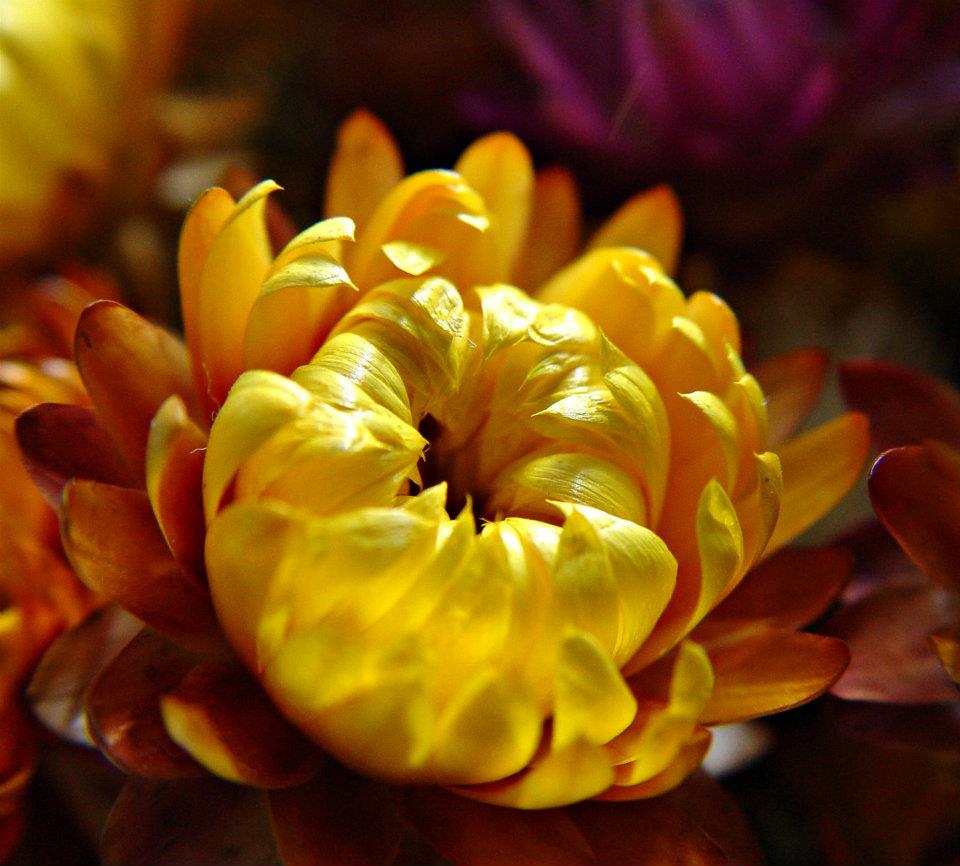 Nhìn sát bông hoa bất tử màu vàng cực đẹp