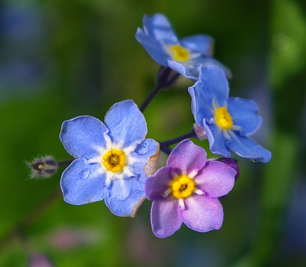 Những bông hoa lưu ly tím và xanh
