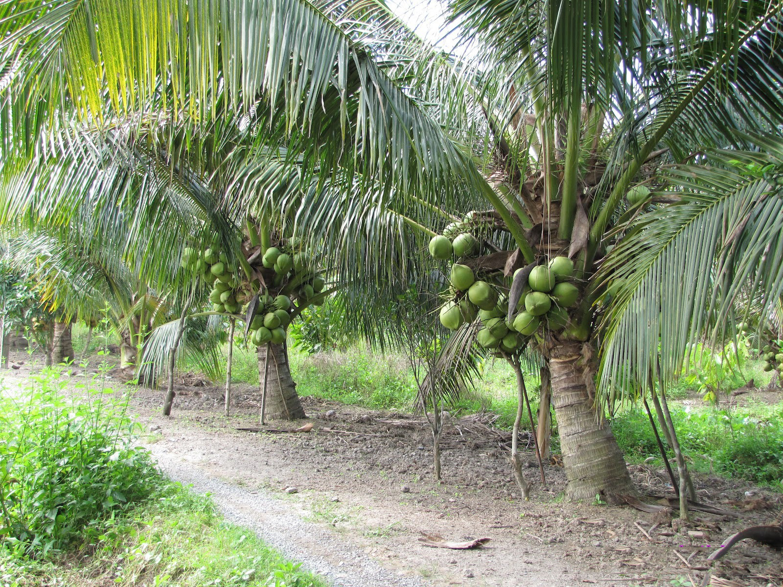 Những cây dừa xiêm đẹp nhất
