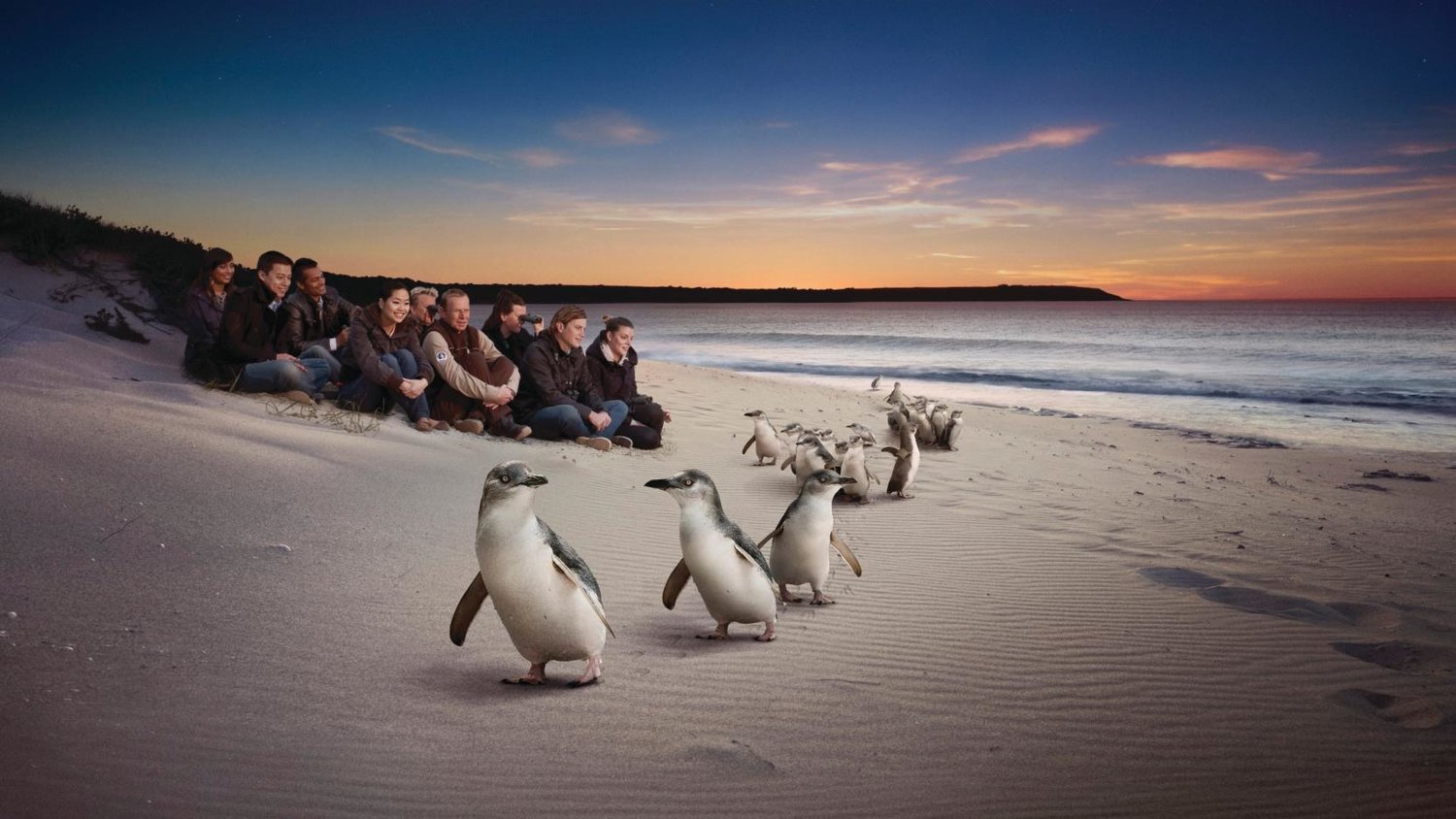 Chim cánh cụt Úc lần lượt đi dạo