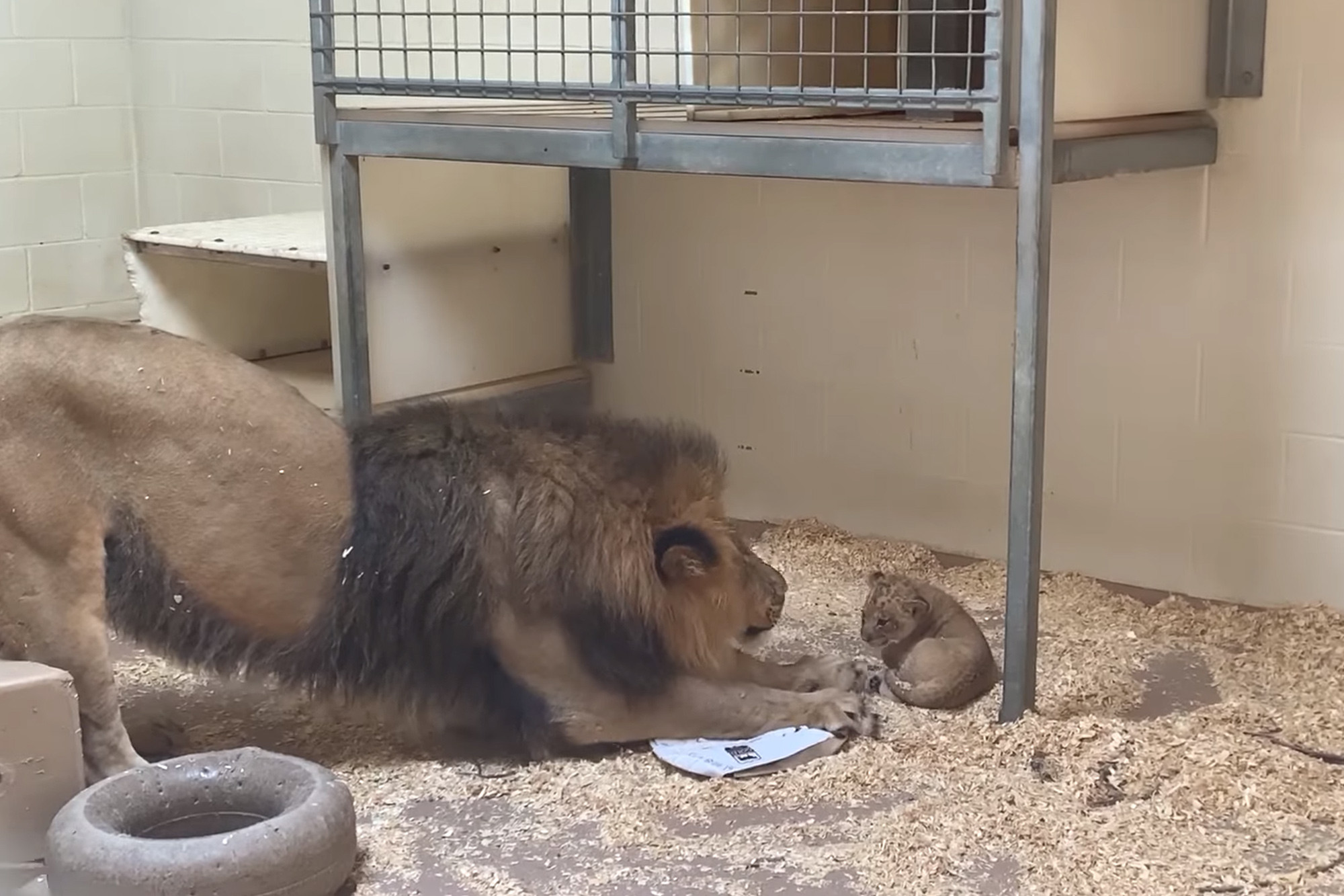 Sư tử bố chơi với sư tử con ở trung tâm nuôi dưỡng