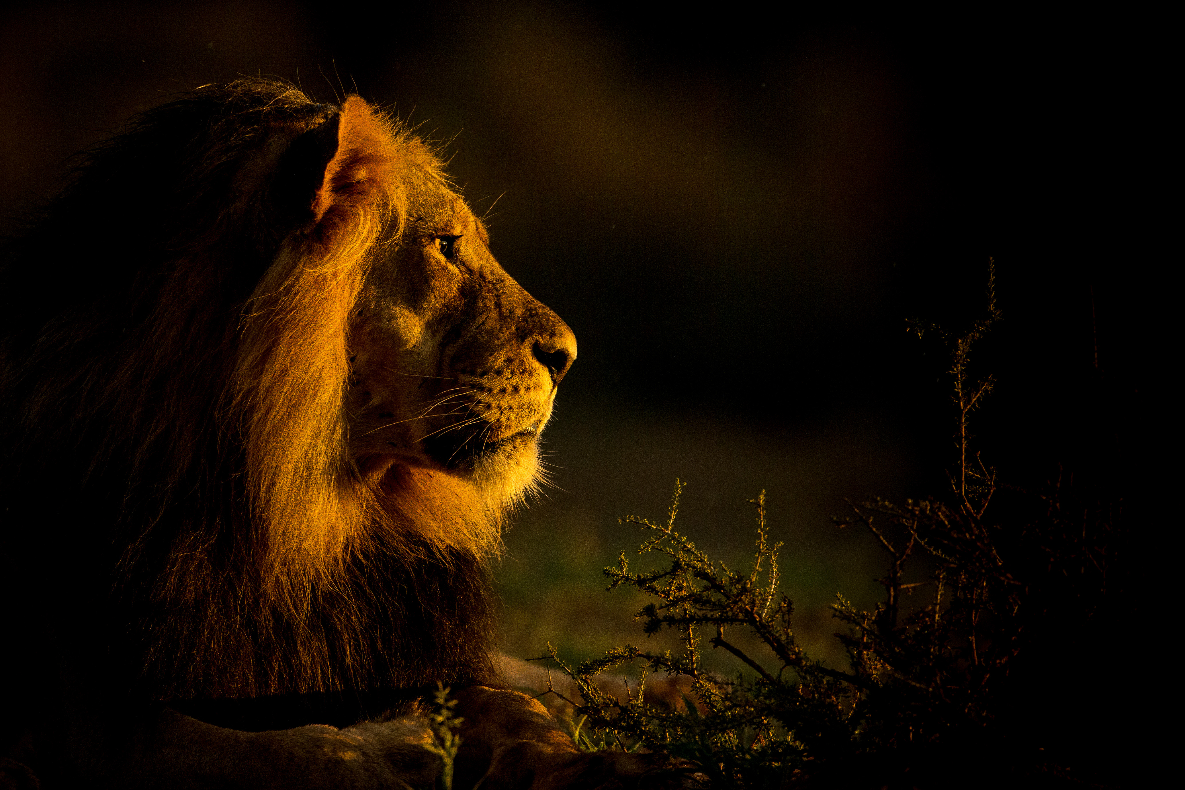 Sư tử cực đẹp trong đêm