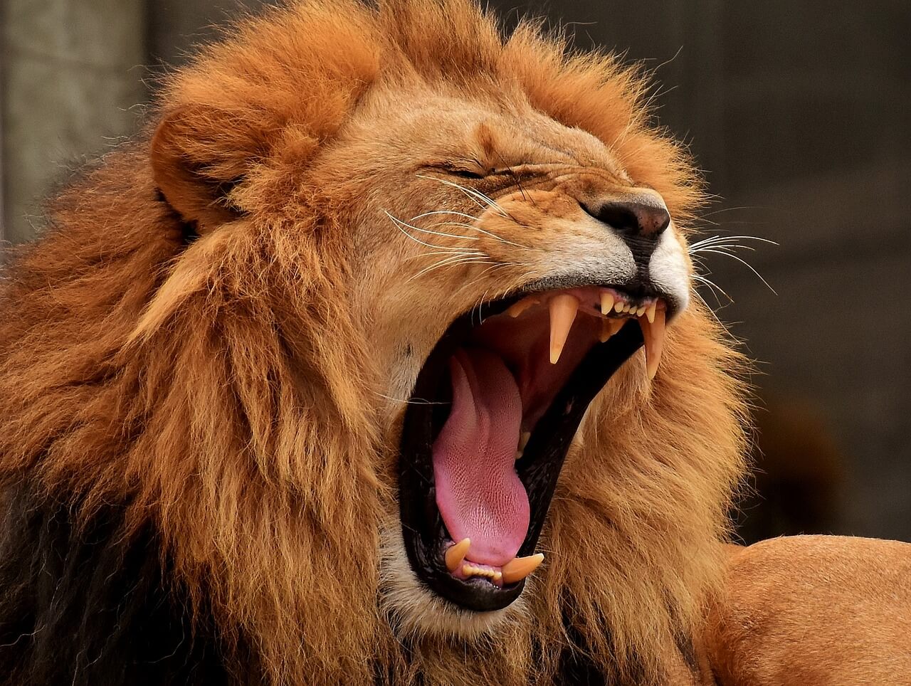 Sư tử đang ngáp