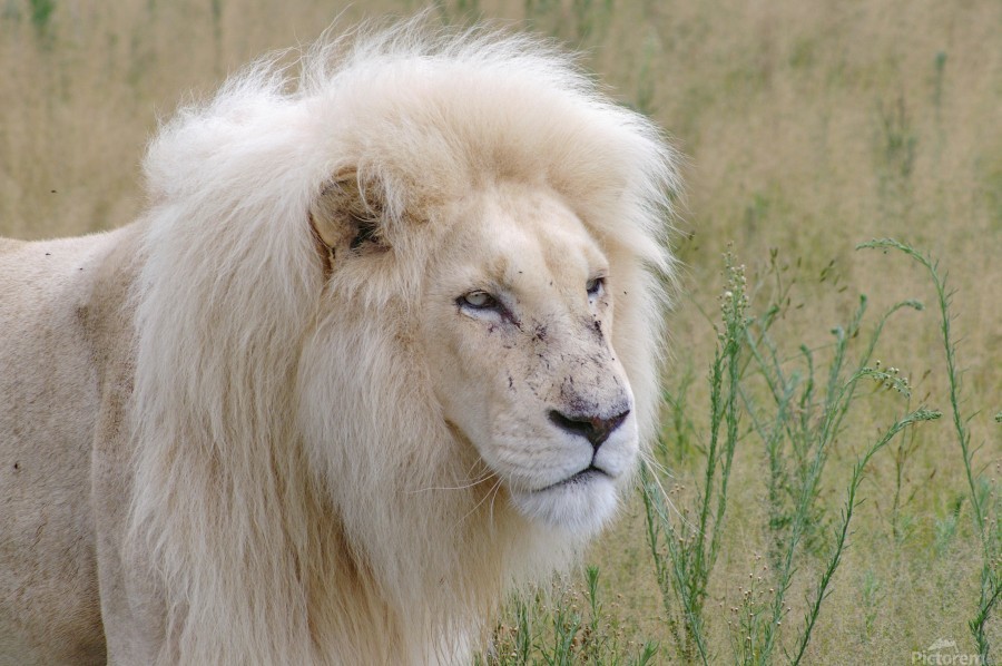 Sư tử lông trắng cực kỳ đẹp