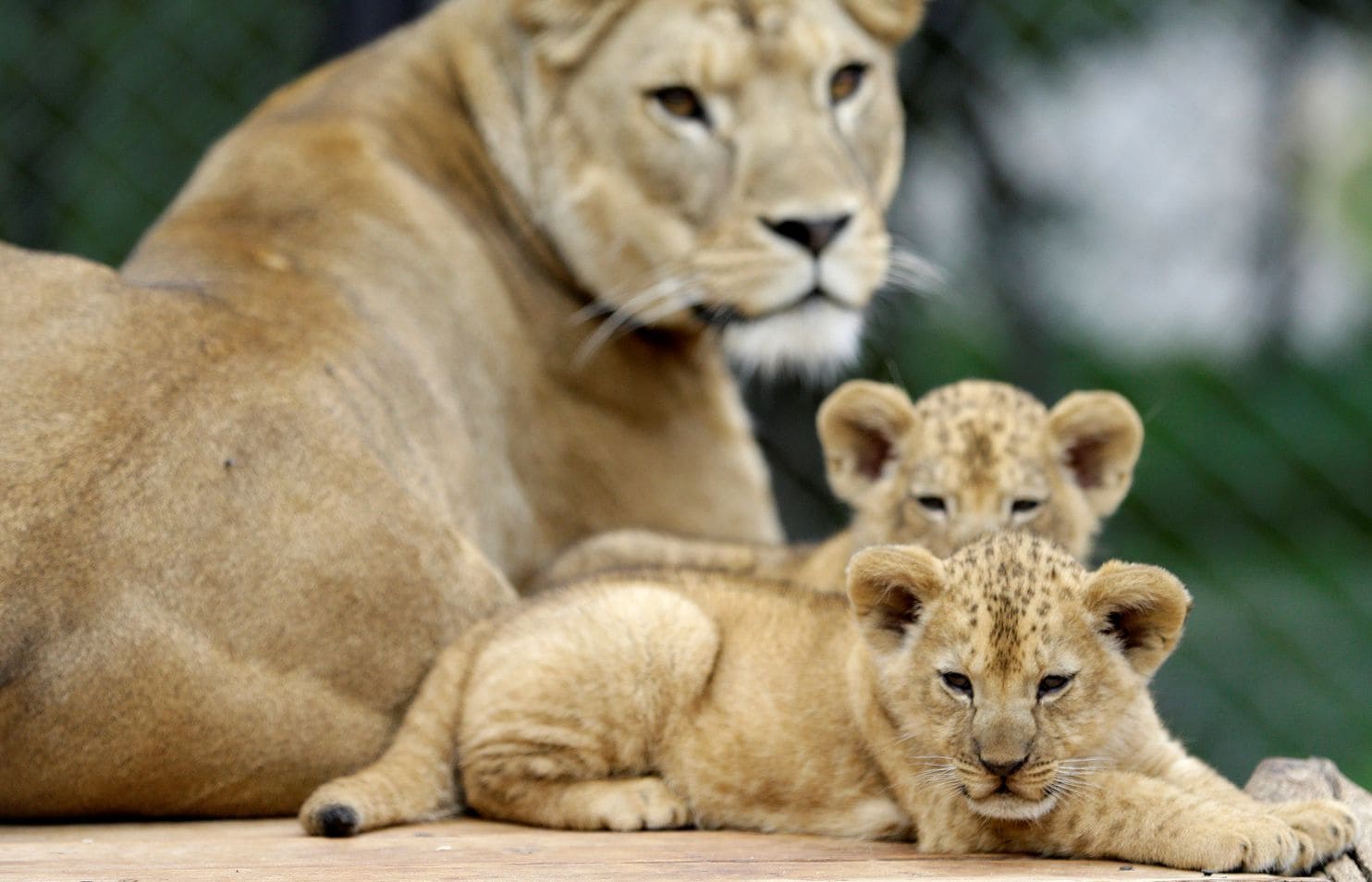 Sư tử mẹ cùng sư tử con