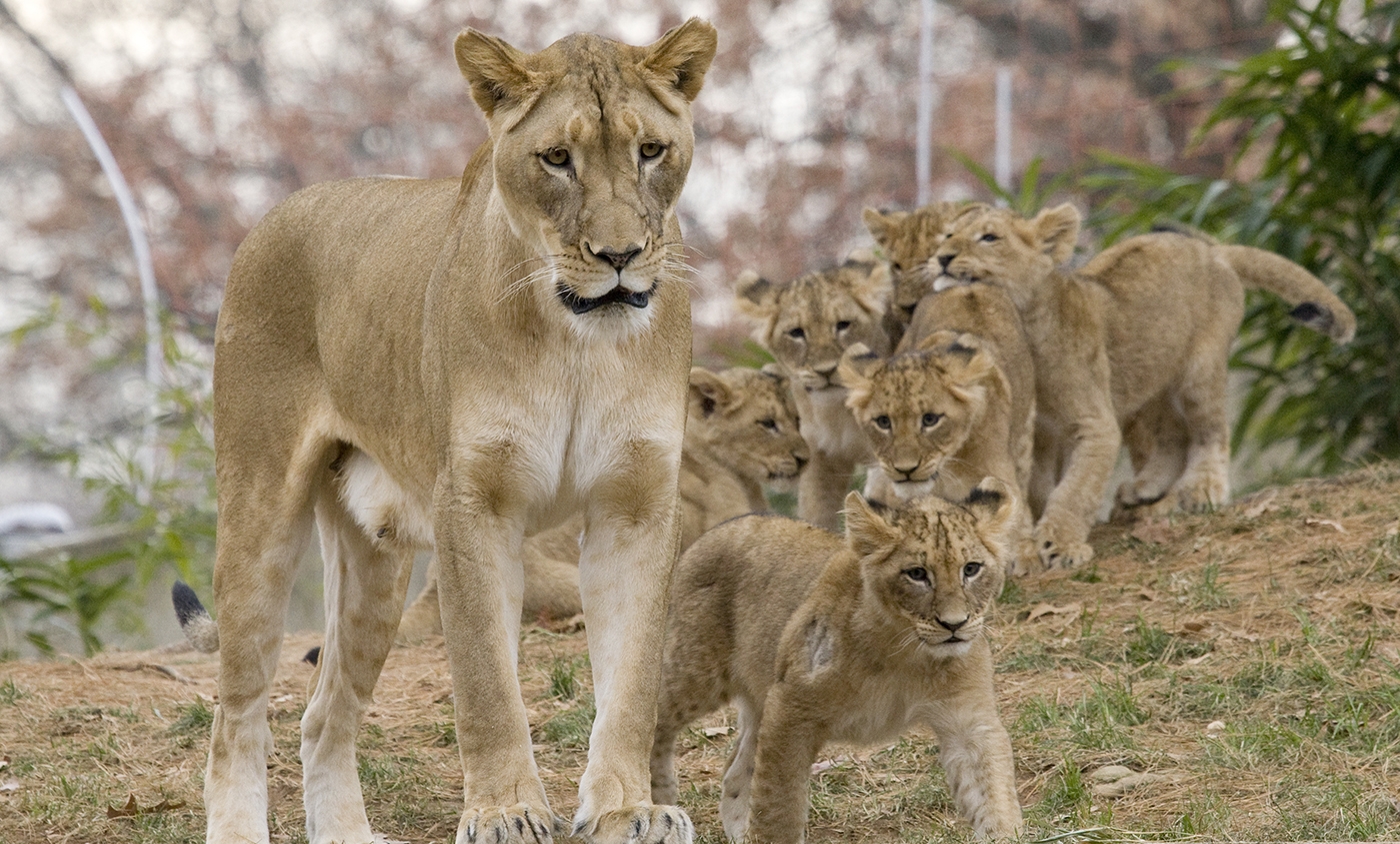 Sư tử mẹ và bầy sư tử con