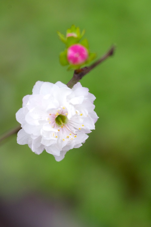 Hình nền hoa mai hoa đào  Hình nền đẹp cho web  Nguyễn Tiến Dũng  THÔNG  TIN TRI THỨC