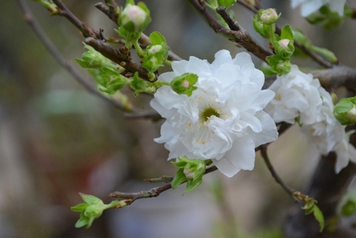 Hoa mai trắng nở rộ đẹp mắt
