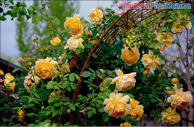 Những bông hoa hồng vàng tặng em - Từ Kế Tường