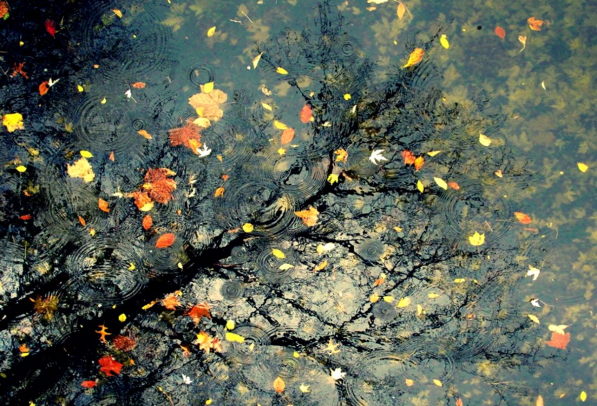 Mưa rơi cùng lá vàng mùa thu
