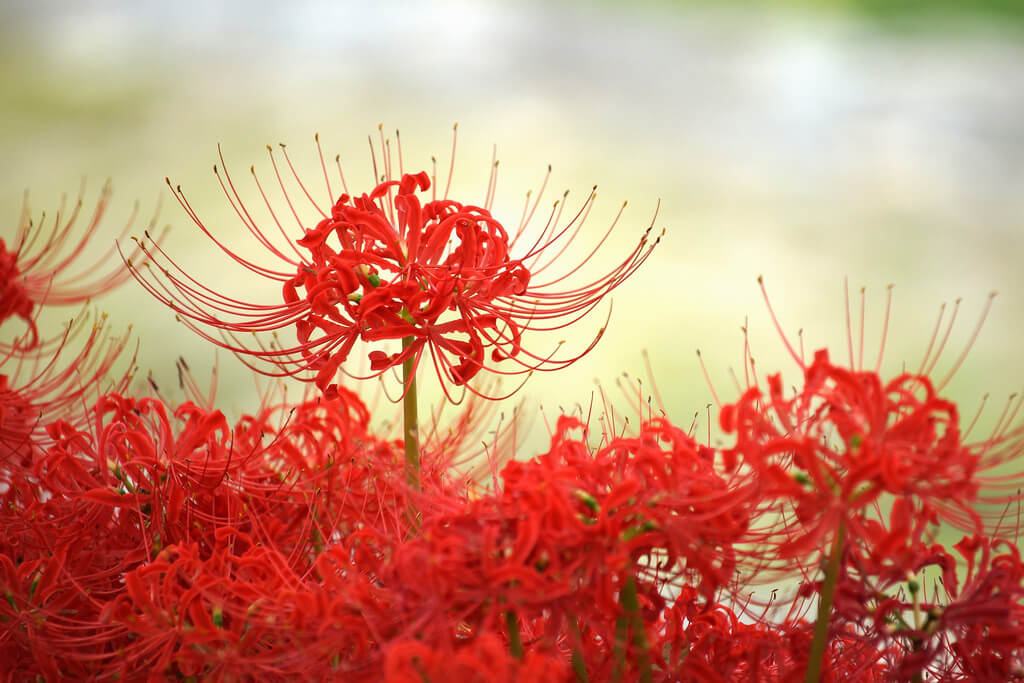 Hình hình họa cành hoa bỉ ngạn đỏ