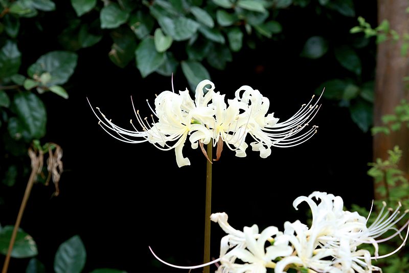 Hình hình họa cành hoa bỉ ngạn trắng