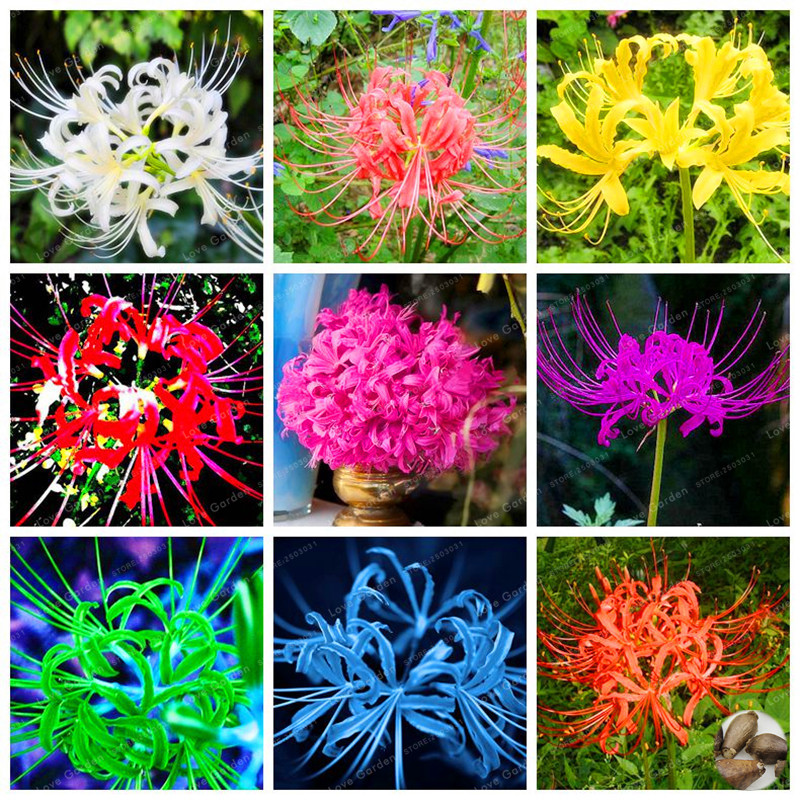 Hình ảnh đẹp về các loại hoa bỉ ngạn