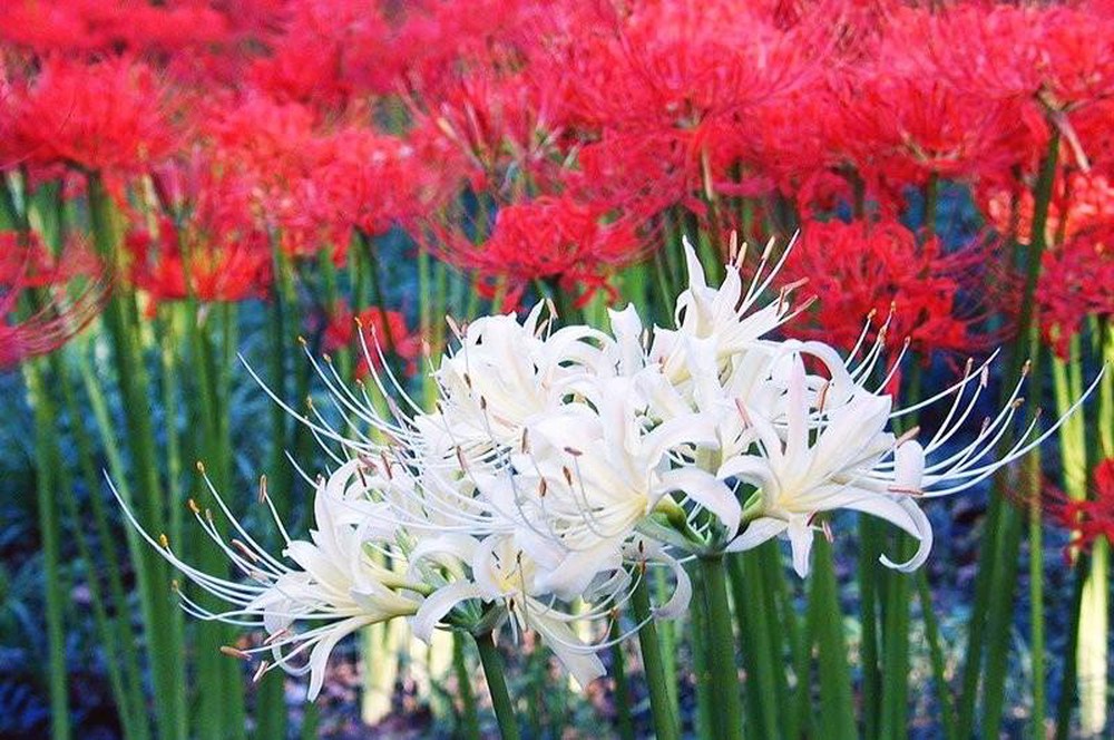 Hình hình họa hoa bỉ ngạn đỏ hỏn trắng