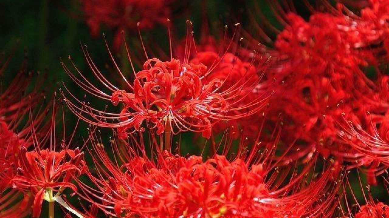 Hình hình họa hoa bỉ ngạn đỏ