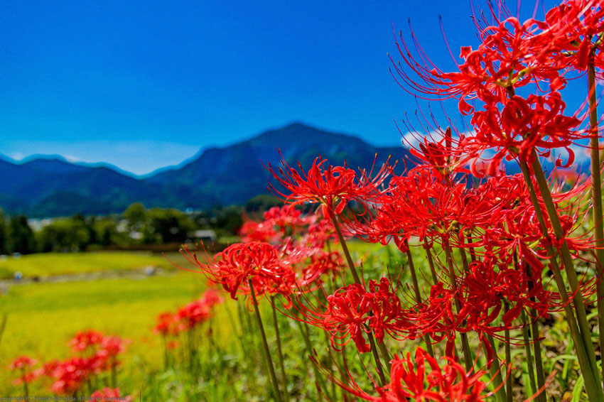 Hình hình họa hoa bỉ ngạn Nhật Bản