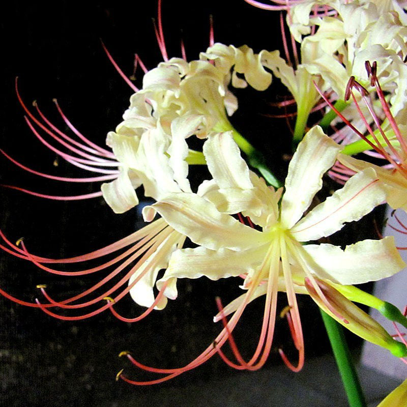 Hình hình họa hoa bỉ ngạn White nhụy đỏ