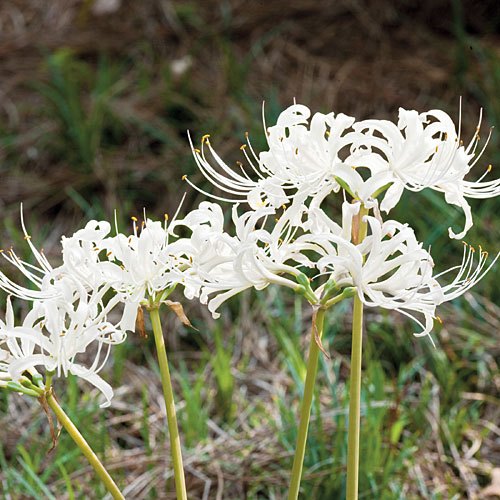 Hình hình họa hoa bỉ ngạn trắng