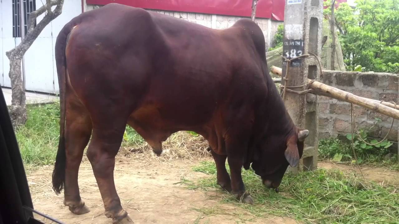 Ảnh con bò đực đang ăn cỏ đẹp nhất