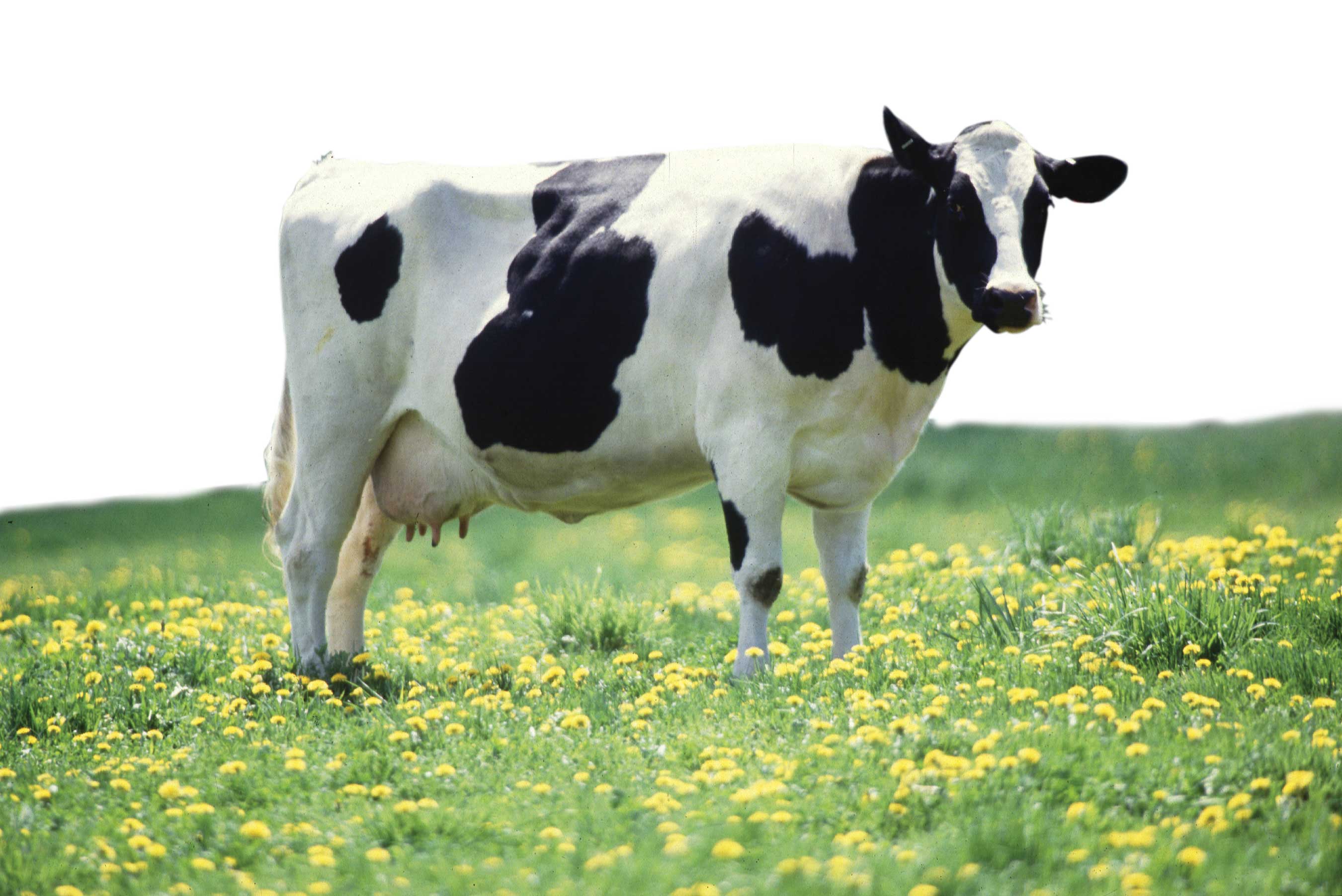 Hình ảnh rất hay về bò sữa